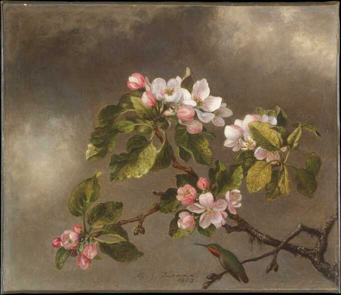 Martin Johnson Heade : Colibri et fleurs de pommier