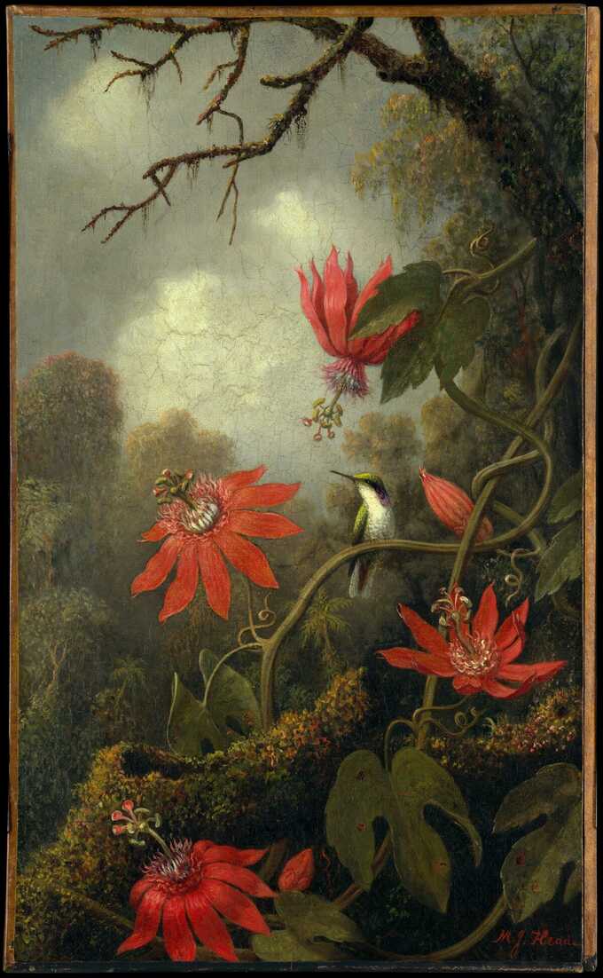 Martin Johnson Heade : Colibri et passiflores