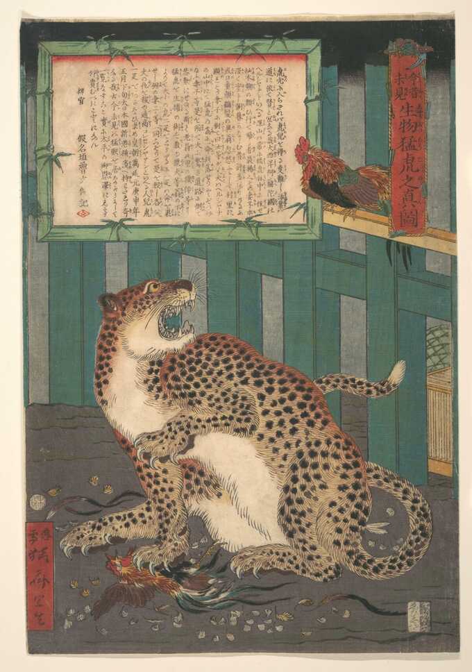 Kawanabe Kyōsai 河鍋暁斎 : Jamais vu auparavant : véritable image d'un tigre sauvage vivant (Konjaku miken, Ikimono mōko no shinzu)