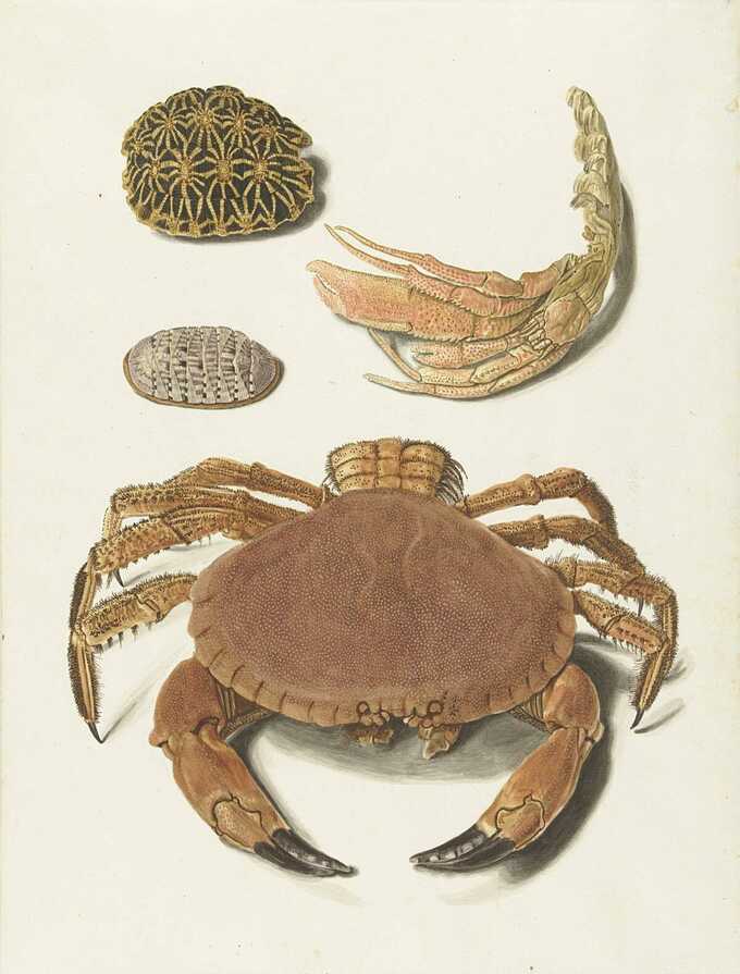 Johann Gustav Hoch : Un crabe, des ciseaux à crabe et deux carapaces de tortue