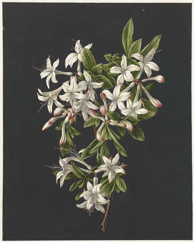 M. de Gijselaar : Branche d'azalées en fleurs
