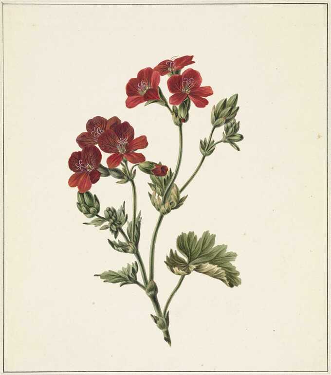M. de Gijselaar : fleur rouge