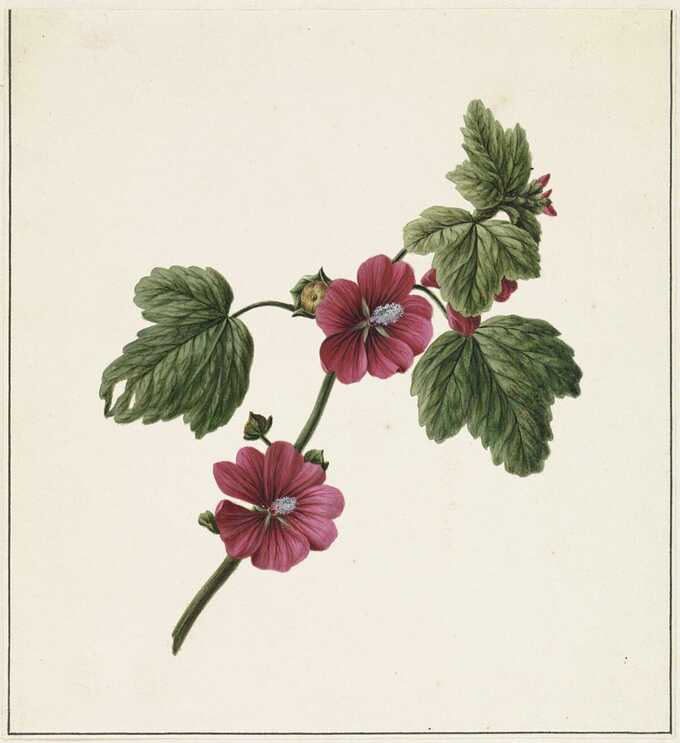 M. de Gijselaar : Branche avec fleurs violettes