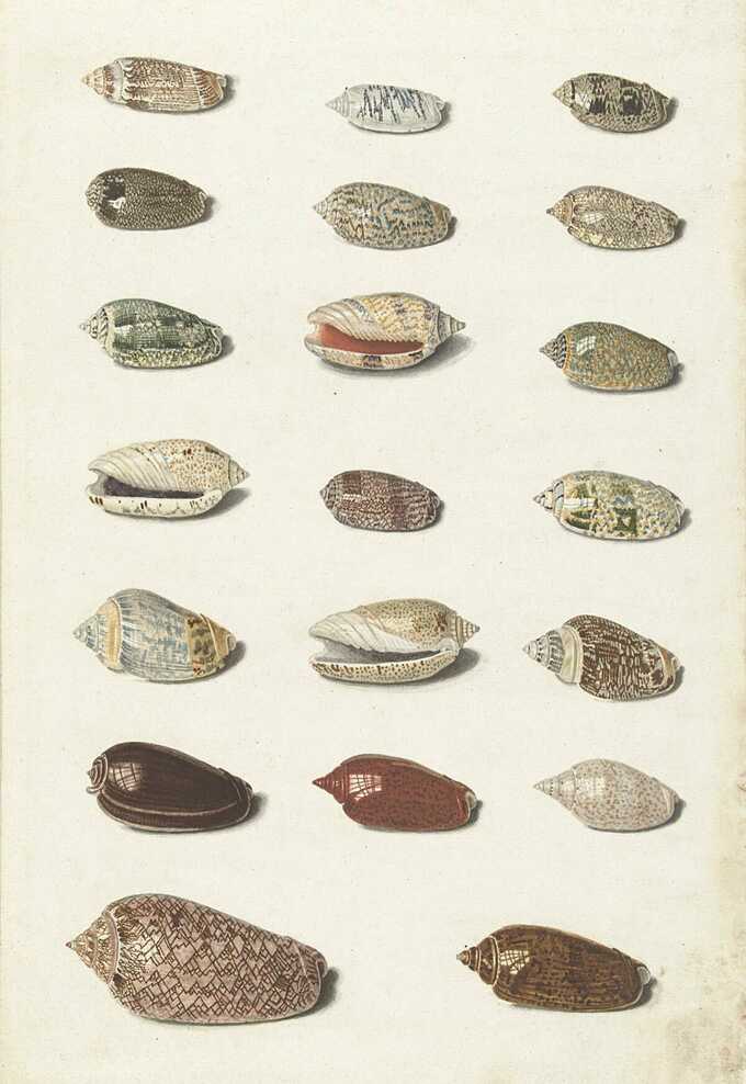 Johann Gustav Hoch : Vingt coquillages tropicaux