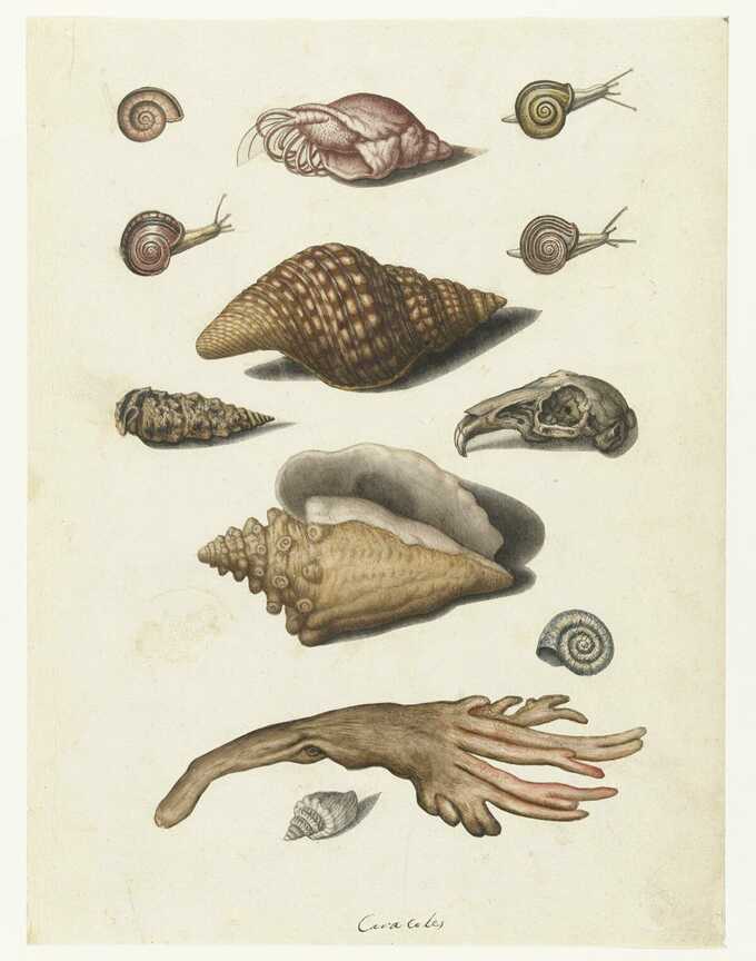 anonymous : Coquillages, algues, escargots et crâne de lapin