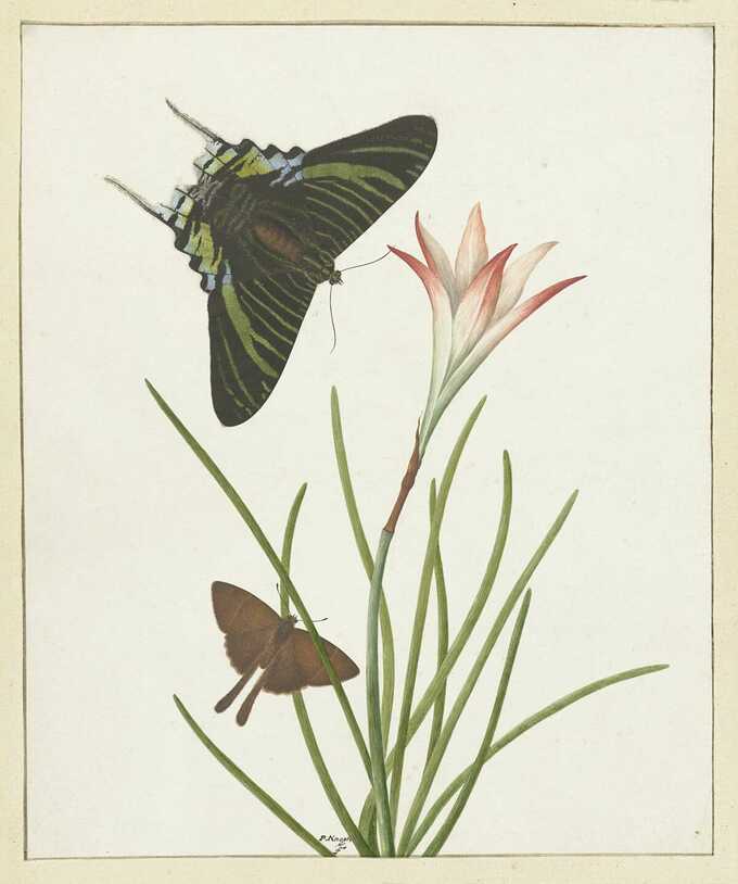Paulus Knogh : Deux papillons à un lis