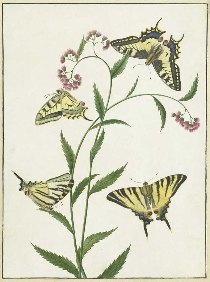 Paulus Knogh : Quatre papillons sur des fleurs