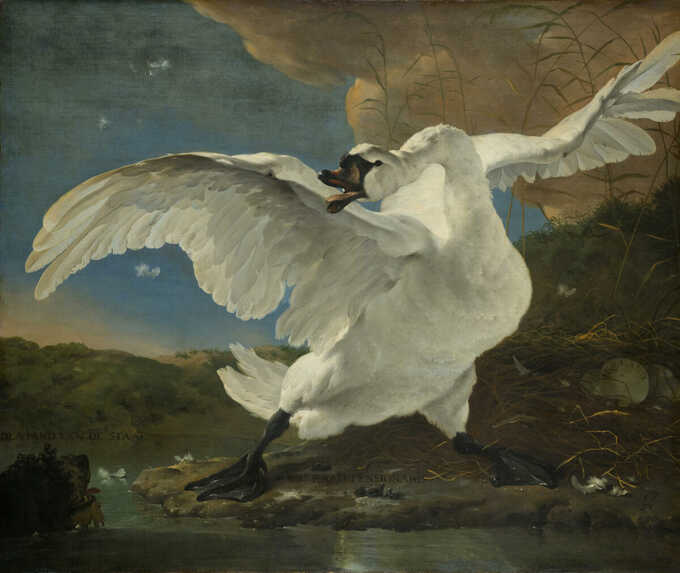 Jan Asselijn : Le cygne menacé