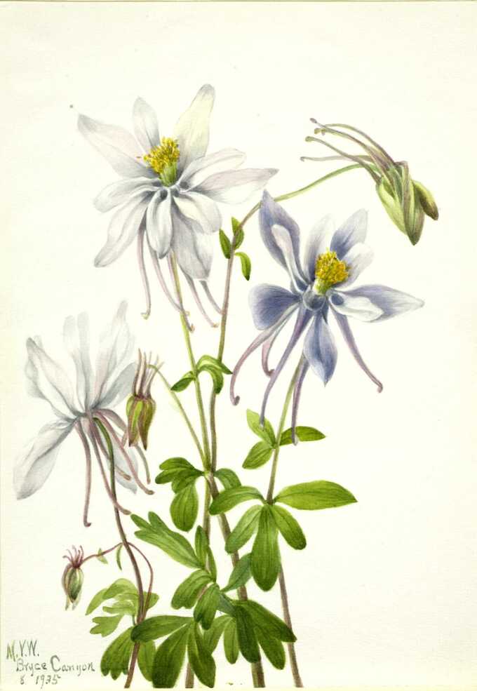 Mary Vaux Walcott, born Philadelphia, PA 1860-died St. Andrews, New Brunswick, Canada 1940 : Colombine (Aquilegia ecalcarata)