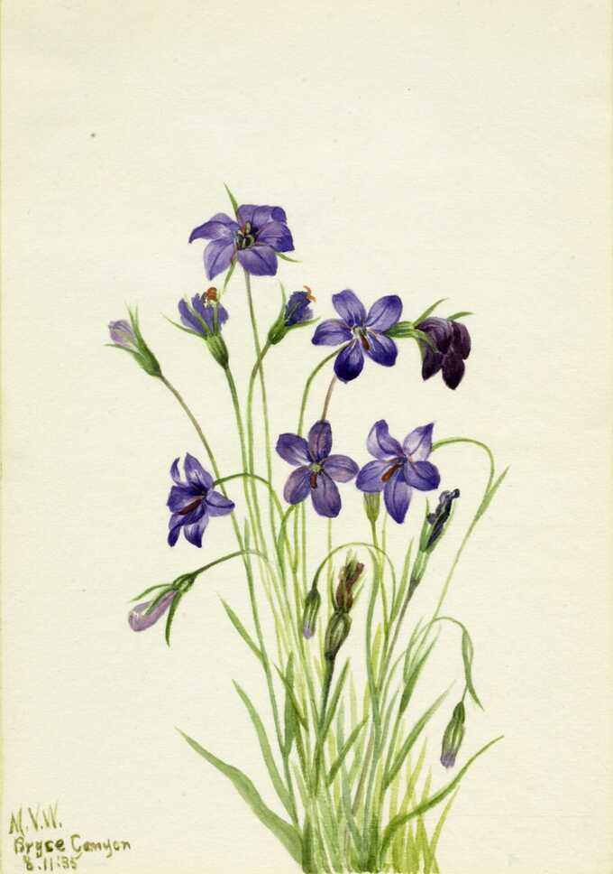 Mary Vaux Walcott, born Philadelphia, PA 1860-died St. Andrews, New Brunswick, Canada 1940 : Campanule (campanule)