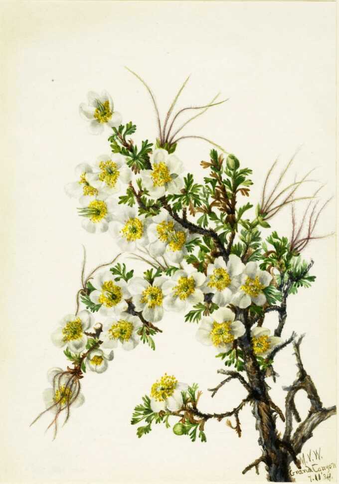 Mary Vaux Walcott, born Philadelphia, PA 1860-died St. Andrews, New Brunswick, Canada 1940 : Cliffrose (Cowania stanshuriana)