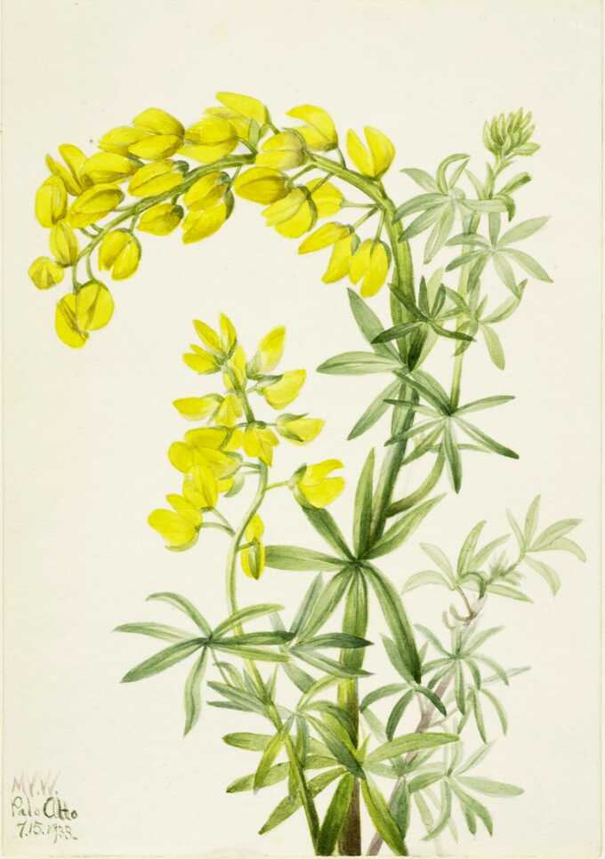 Mary Vaux Walcott, born Philadelphia, PA 1860-died St. Andrews, New Brunswick, Canada 1940 : Lupin jaune (Lupin arboricole)