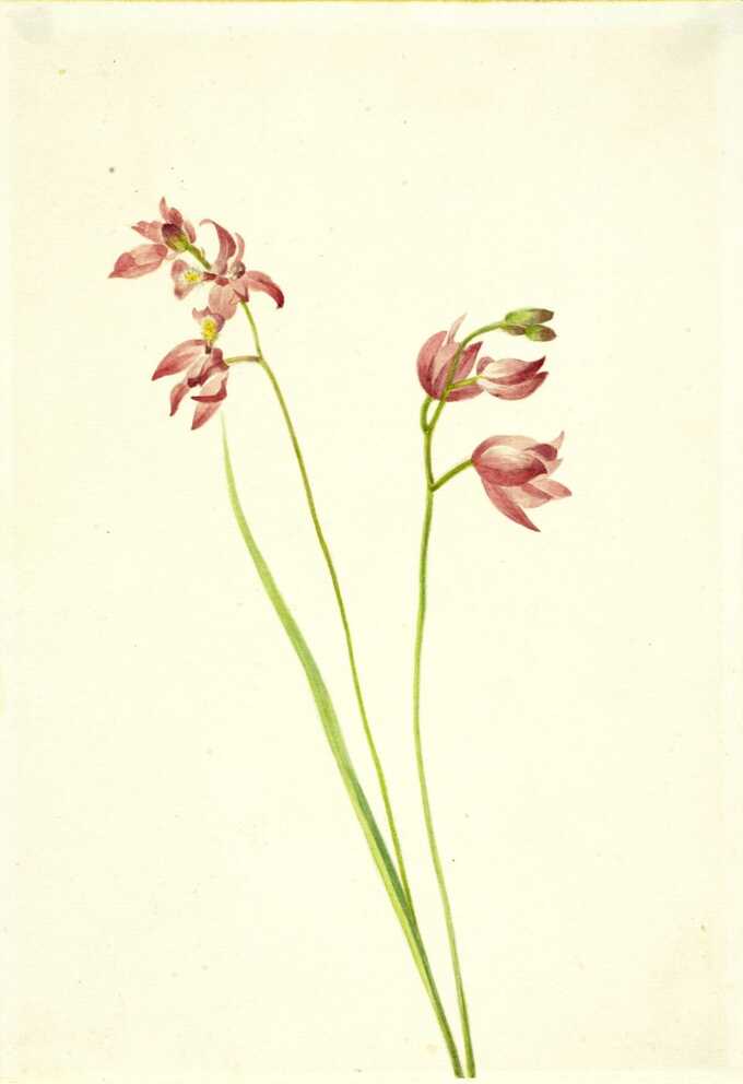 Mary Vaux Walcott, born Philadelphia, PA 1860-died St. Andrews, New Brunswick, Canada 1940 : Orchidée rose herbe (Limodorum tuberosum)