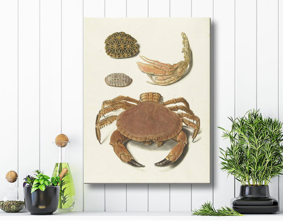 Johann Gustav Hoch : Un crabe, des ciseaux à crabe et deux carapaces de tortue