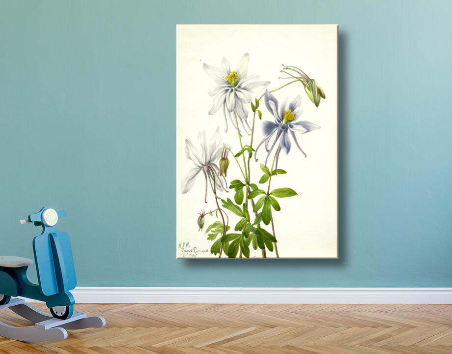 Mary Vaux Walcott, born Philadelphia, PA 1860-died St. Andrews, New Brunswick, Canada 1940 : Colombine (Aquilegia ecalcarata)