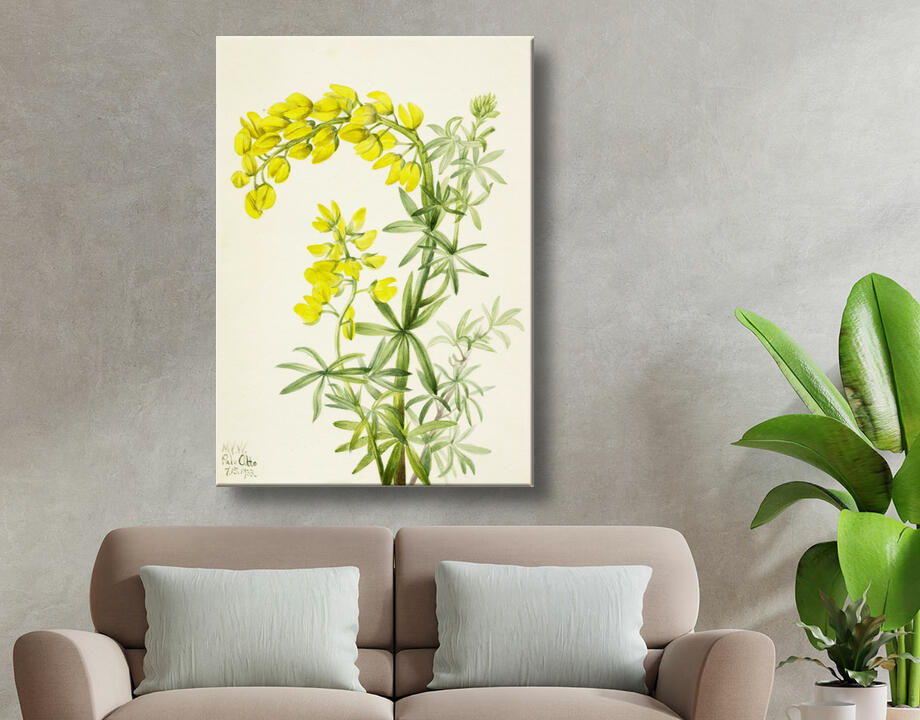 Mary Vaux Walcott, born Philadelphia, PA 1860-died St. Andrews, New Brunswick, Canada 1940 : Lupin jaune (Lupin arboricole)