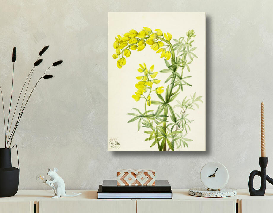 Mary Vaux Walcott, born Philadelphia, PA 1860-died St. Andrews, New Brunswick, Canada 1940 : Lupin jaune (Lupin arboricole)