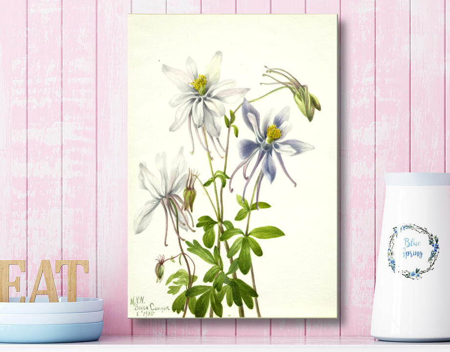 Mary Vaux Walcott, born Philadelphia, PA 1860-died St. Andrews, New Brunswick, Canada 1940 : Colombine (Aquilegia ecalcarata)