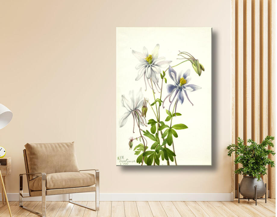 Mary Vaux Walcott, born Philadelphia, PA 1860-died St. Andrews, New Brunswick, Canada 1940 : Colombine (Aquilegia ecalcarata)