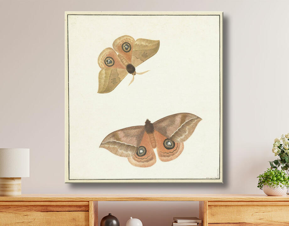 Paulus Knogh : deux papillons
