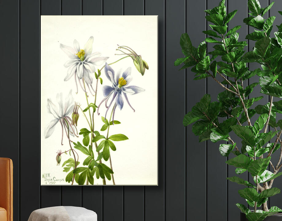Mary Vaux Walcott, born Philadelphia, PA 1860-died St. Andrews, New Brunswick, Canada 1940 : Colombine (Aquilegia ecalcarata)