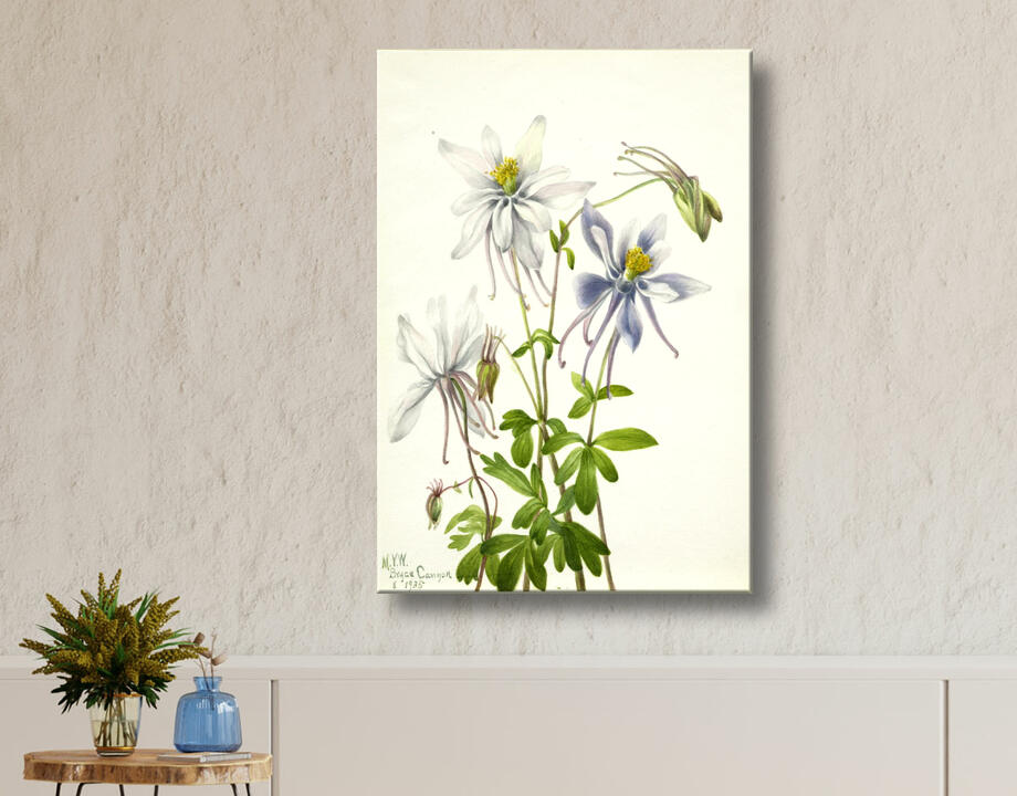 Mary Vaux Walcott, born Philadelphia, PA 1860-died St. Andrews, New Brunswick, Canada 1940 : Colombine (Aquilegia ecalcarata)