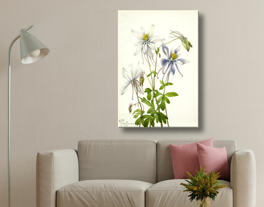 Mary Vaux Walcott, born Philadelphia, PA 1860-died St. Andrews, New Brunswick, Canada 1940 : Colombine (Aquilegia ecalcarata)