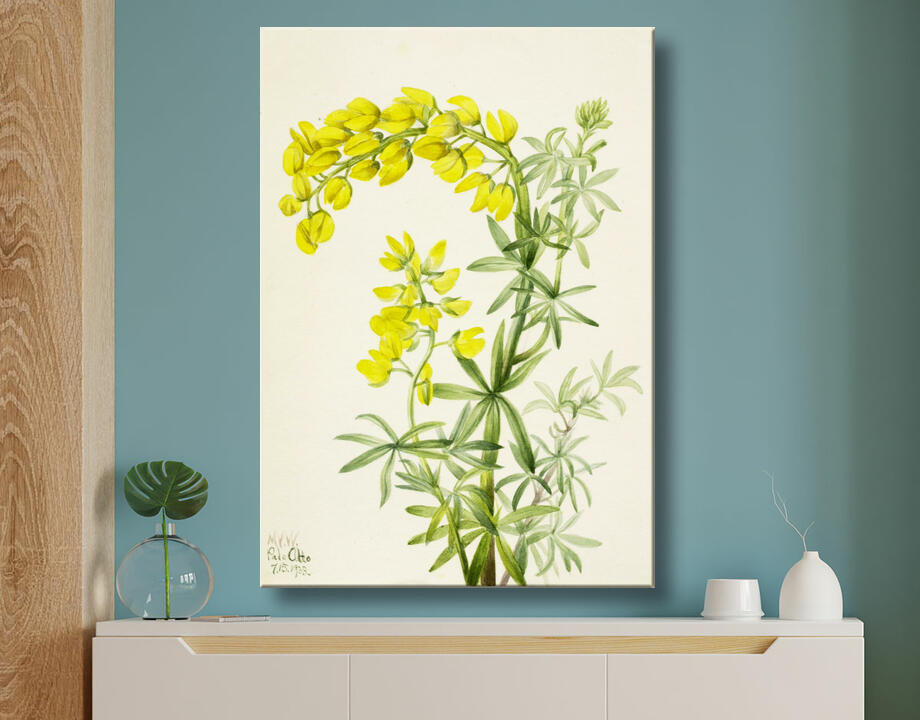 Mary Vaux Walcott, born Philadelphia, PA 1860-died St. Andrews, New Brunswick, Canada 1940 : Lupin jaune (Lupin arboricole)