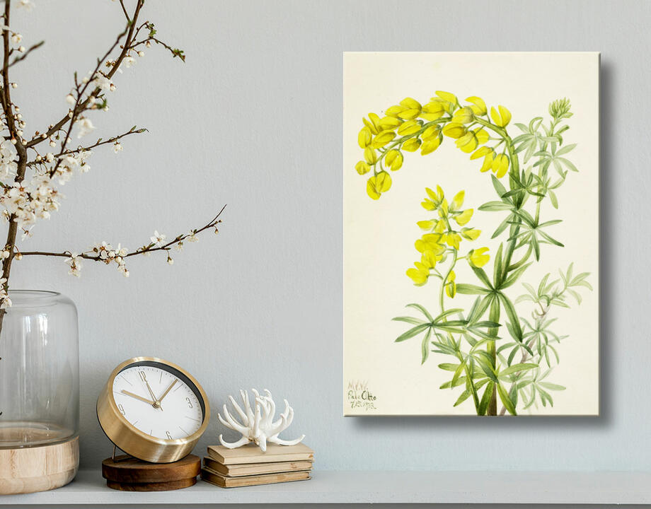 Mary Vaux Walcott, born Philadelphia, PA 1860-died St. Andrews, New Brunswick, Canada 1940 : Lupin jaune (Lupin arboricole)