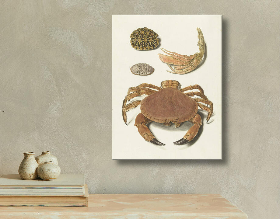 Johann Gustav Hoch : Un crabe, des ciseaux à crabe et deux carapaces de tortue
