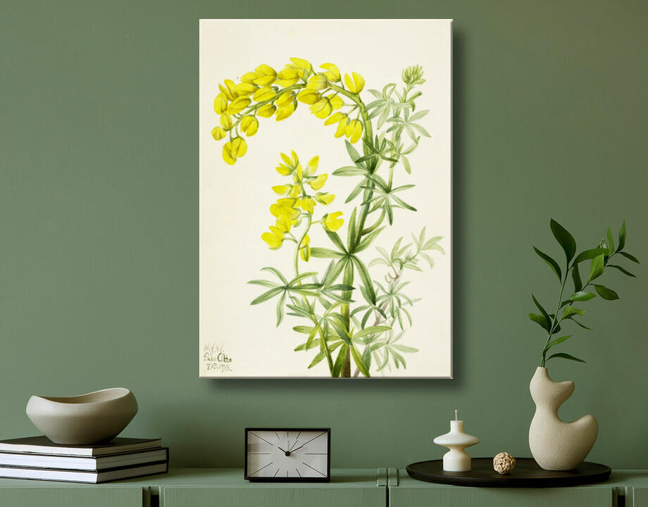 Mary Vaux Walcott, born Philadelphia, PA 1860-died St. Andrews, New Brunswick, Canada 1940 : Lupin jaune (Lupin arboricole)