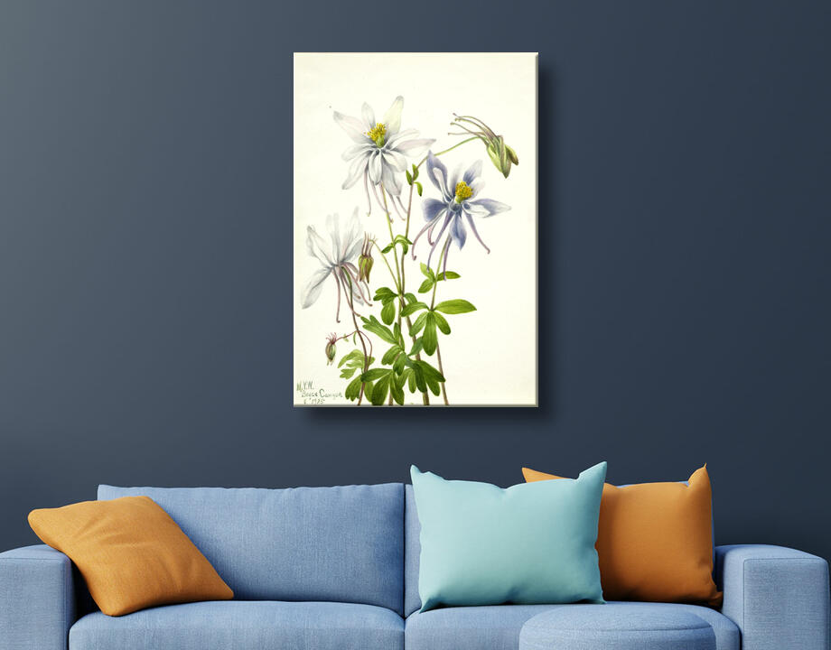 Mary Vaux Walcott, born Philadelphia, PA 1860-died St. Andrews, New Brunswick, Canada 1940 : Colombine (Aquilegia ecalcarata)