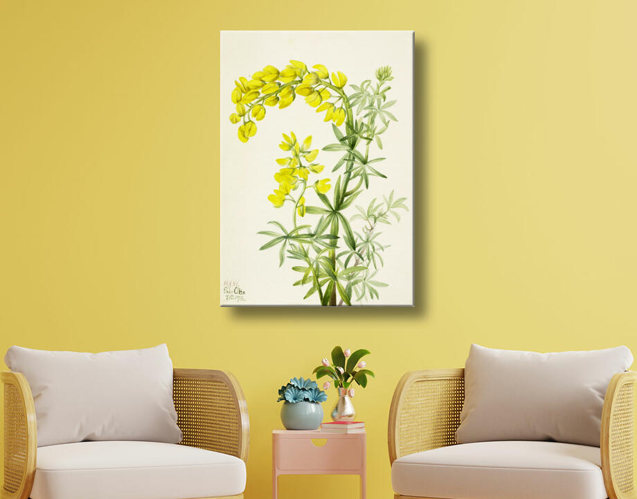 Mary Vaux Walcott, born Philadelphia, PA 1860-died St. Andrews, New Brunswick, Canada 1940 : Lupin jaune (Lupin arboricole)