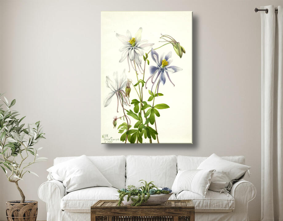 Mary Vaux Walcott, born Philadelphia, PA 1860-died St. Andrews, New Brunswick, Canada 1940 : Colombine (Aquilegia ecalcarata)