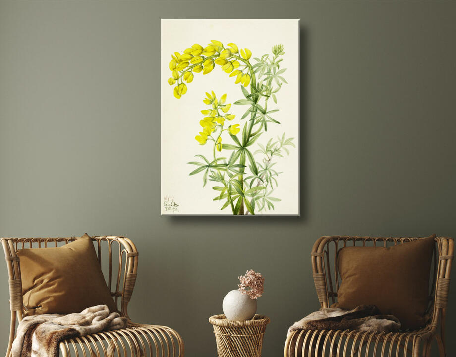 Mary Vaux Walcott, born Philadelphia, PA 1860-died St. Andrews, New Brunswick, Canada 1940 : Lupin jaune (Lupin arboricole)