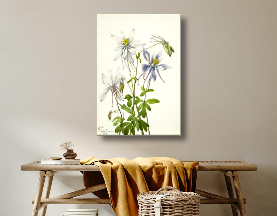 Mary Vaux Walcott, born Philadelphia, PA 1860-died St. Andrews, New Brunswick, Canada 1940 : Colombine (Aquilegia ecalcarata)