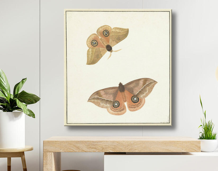 Paulus Knogh : deux papillons
